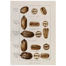 Load image into Gallery viewer, Pecans Illustration