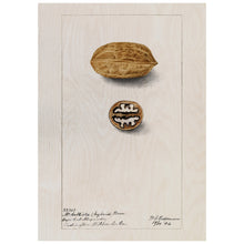 Load image into Gallery viewer, Pecans Illustration