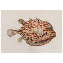 Load image into Gallery viewer, Vintage Fish Illustration