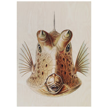 Load image into Gallery viewer, Vintage Fish Illustration