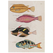 Load image into Gallery viewer, Colourful Fish Illustration