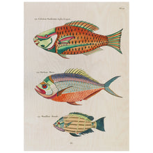 Load image into Gallery viewer, Fish 4