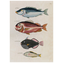 Load image into Gallery viewer, Fish 6