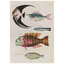 Load image into Gallery viewer, Vintage Fish Illustrations