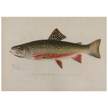 Load image into Gallery viewer, Brook Trout