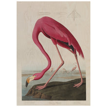 Load image into Gallery viewer, Pink Flamingo