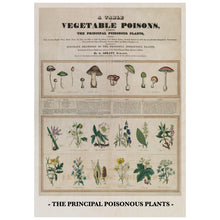 Load image into Gallery viewer, Vintage Chart Of Poisonous Mushrooms