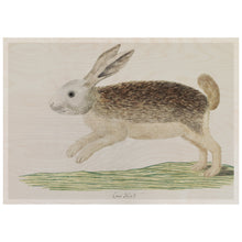 Load image into Gallery viewer, Karoo Hare