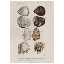 Load image into Gallery viewer, Vintage Shell Illustration