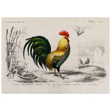 Load image into Gallery viewer, Cock Illustration