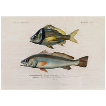 Load image into Gallery viewer, Porkfish & Shade Fish