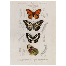 Load image into Gallery viewer, Collection Of Butterflies