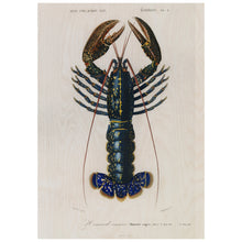 Load image into Gallery viewer, Crimson Crawfish