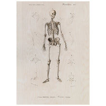 Load image into Gallery viewer, Human Skeleton