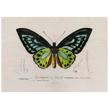 Load image into Gallery viewer, Green Birdwing