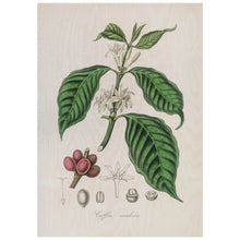 Load image into Gallery viewer, Coffee Arabica Illustration