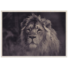 Load image into Gallery viewer, Majestic Lion in the wild