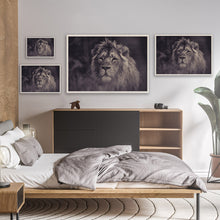 Load image into Gallery viewer, Majestic Lion in the wild