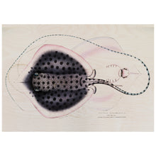 Load image into Gallery viewer, Russell's Sting Ray