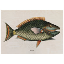 Load image into Gallery viewer, Parrot Fish