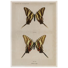 Load image into Gallery viewer, Moths & Butterflies
