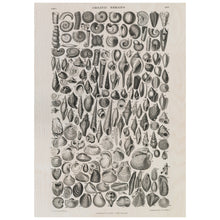 Load image into Gallery viewer, Black And White Vintage Shells