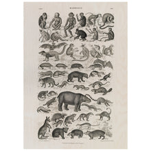 Load image into Gallery viewer, Black And White Vintage Poster Of Mammalia