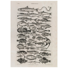 Load image into Gallery viewer, Vintage Fish Poster