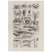 Load image into Gallery viewer, Vintage Crustacea Poster