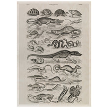 Load image into Gallery viewer, Vintage Illustration of Reptiles