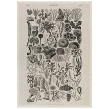 Load image into Gallery viewer, Illustration of Corals and Fossils