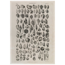 Load image into Gallery viewer, Vintage Illustration of Shells