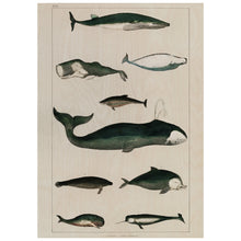 Load image into Gallery viewer, Whales