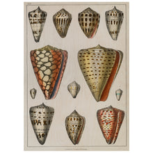 Load image into Gallery viewer, Coloured Illustration of Shells