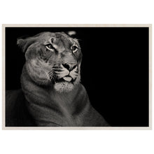 Load image into Gallery viewer, Hercules The Liger