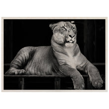 Load image into Gallery viewer, Hercules The Liger