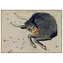 Load image into Gallery viewer, Illustration Of Taurus