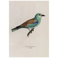 Load image into Gallery viewer, Vintage Bird Illustration