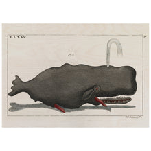 Load image into Gallery viewer, Funny Sperm Whale