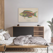 Load image into Gallery viewer, Vintage Parrot Fish Illustration
