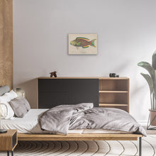 Load image into Gallery viewer, Vintage Parrot Fish Illustration