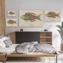 Load image into Gallery viewer, Vintage Parrot Fish Illustration