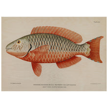 Load image into Gallery viewer, Exotic Fish