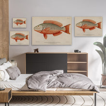 Load image into Gallery viewer, Exotic Fish