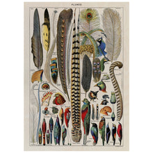 Load image into Gallery viewer, Colourful Bird Feathers