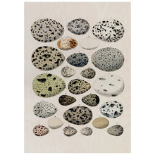 Load image into Gallery viewer, Colection Of Birds Eggs