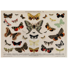Load image into Gallery viewer, A Collage Of Beautifully Colourful Butterflies