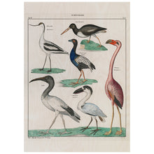 Load image into Gallery viewer, Vintage Colection Of Birds