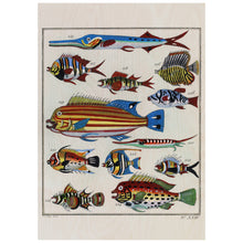 Load image into Gallery viewer, Rare Exotic Fish