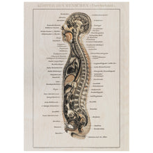 Load image into Gallery viewer, Human Anatomy Diagram